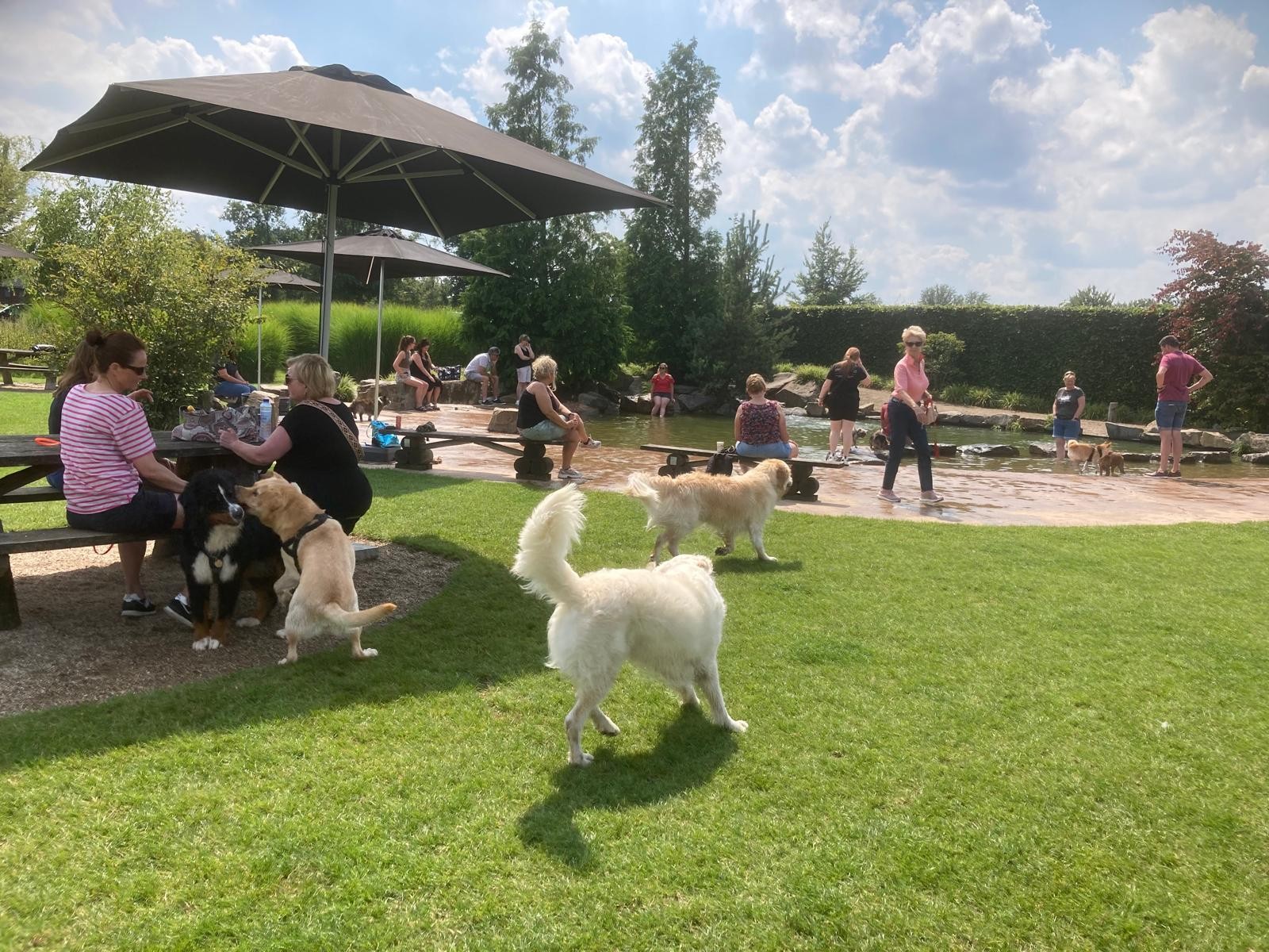 Mensen zitten aan picknicktafels op een grasveld. Honden lopen hier tussendoor rond.