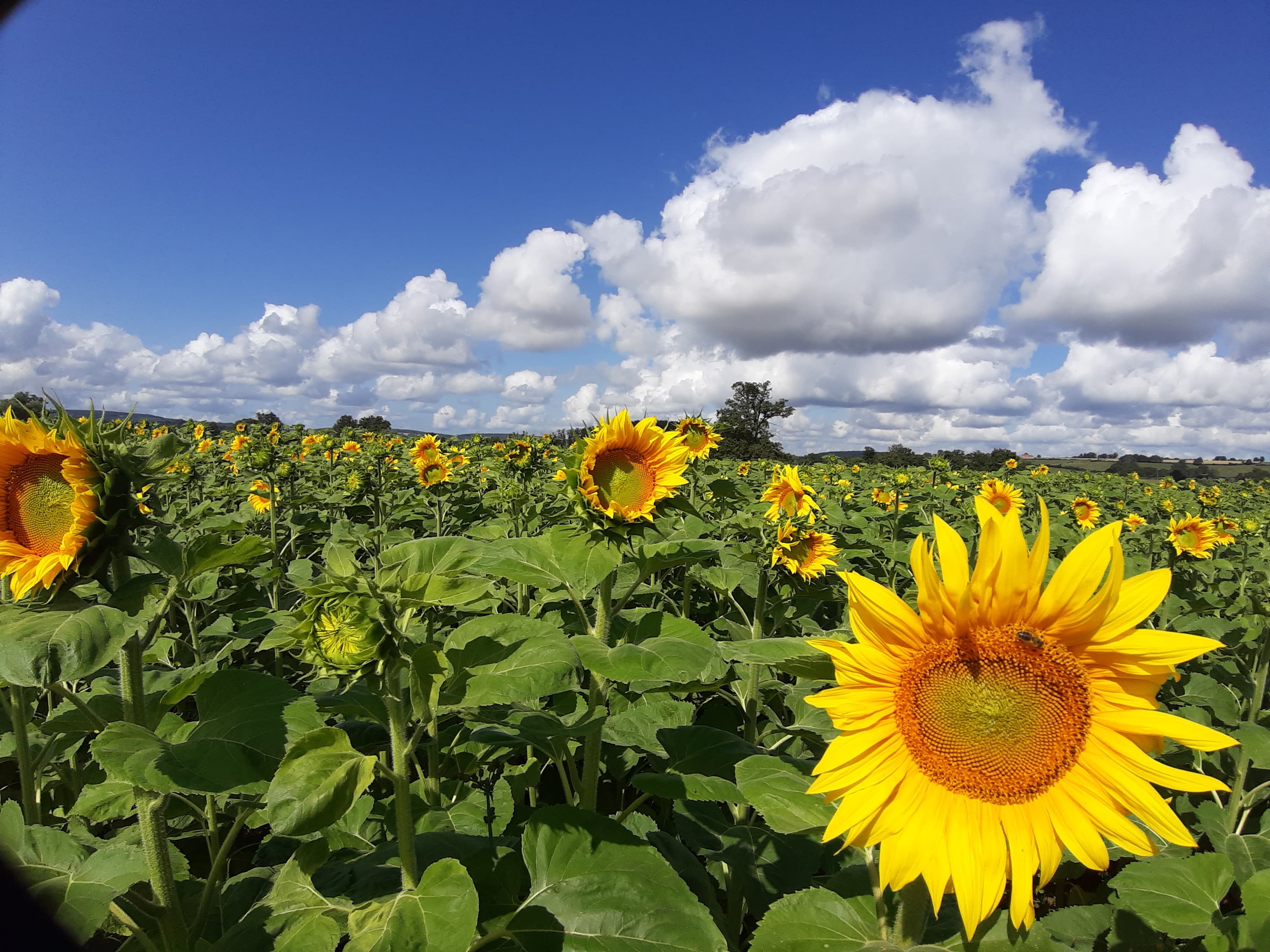 Een veld met zonnebloemen op een bewolkte dag.